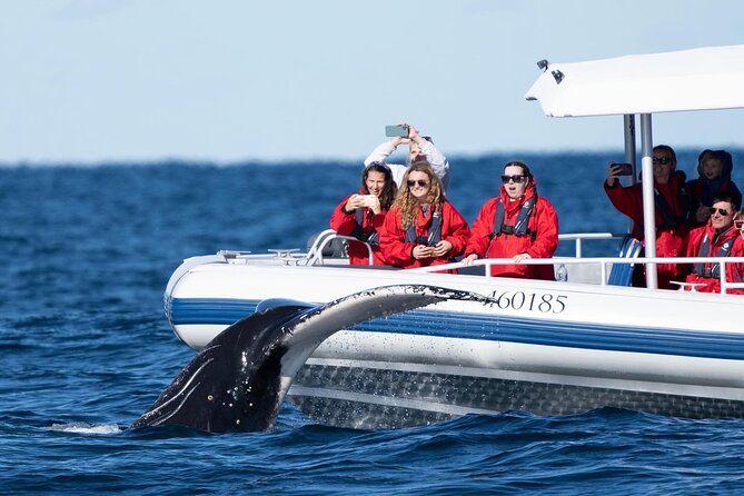 Premier Whale Watching Byron Bay - Are the free photos worth having?