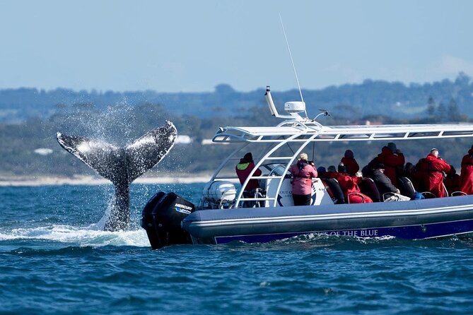 Premier Whale Watching Byron Bay - Is $92.52 good value?