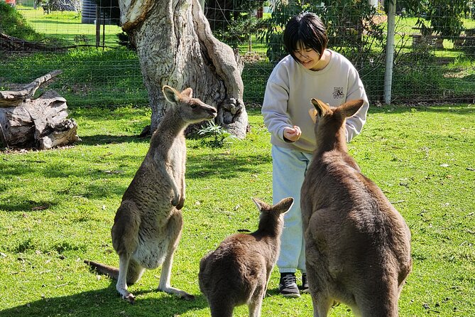 Premium Adelaide Hills Cleland Wildlife and Hahndorf Minibus Tour - Why this Adelaide Hills day works