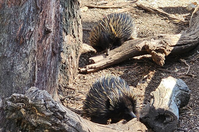 Premium Adelaide Hills Cleland Wildlife and Hahndorf Minibus Tour - Melba’s Chocolate adds a sweet half-hour