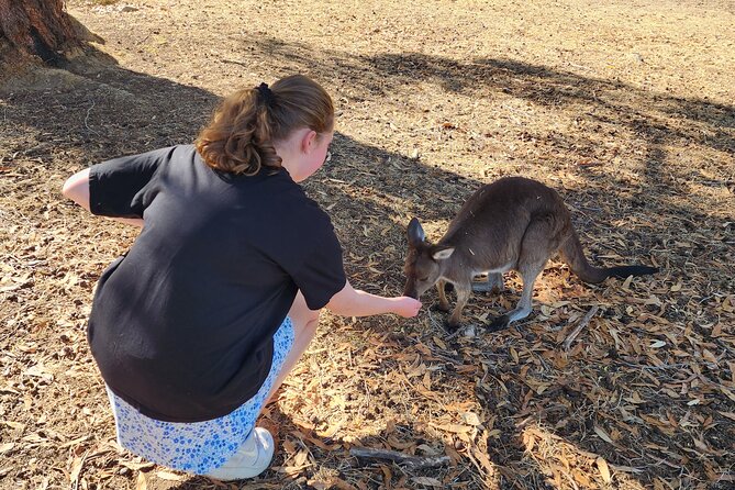 Premium Adelaide Hills Cleland Wildlife and Hahndorf Minibus Tour - Is $179.31 a fair price?