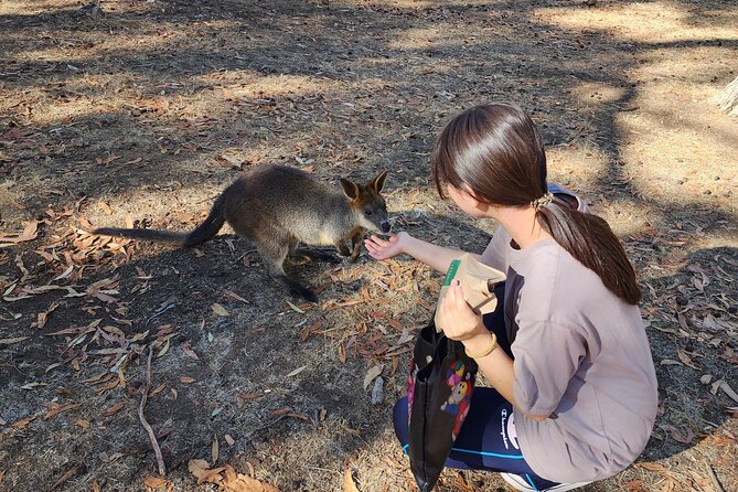 Premium Adelaide Hills Cleland Wildlife and Hahndorf Minibus Tour - Who should book this tour?
