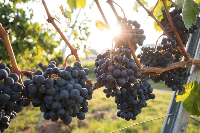 Premium Hunter Valley Wine Tour with Lunch from Sydney - Wine, cheese, and chocolate pairings