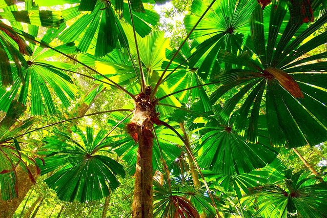 Private Cape Tribulation & Mossman Gorge Day Tour - Why the private format matters