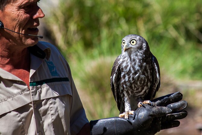 Puffing Billy And Healesville Sanctuary Scenic Tour - Why Puffing Billy earns the spotlight