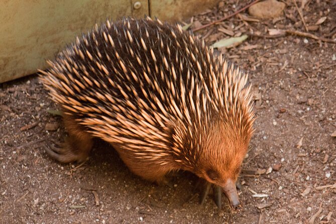 Puffing Billy And Healesville Sanctuary Scenic Tour - Chocolate comes last, and only briefly