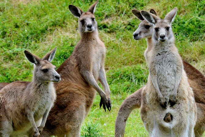 Puffing Billy And Healesville Sanctuary Scenic Tour - What the guides add to the day