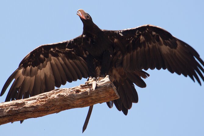 Puffing Billy And Healesville Sanctuary Scenic Tour - The transport package and what it is worth