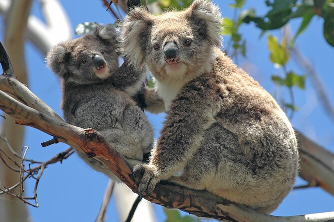 Puffing Billy And Healesville Sanctuary Scenic Tour - Who should book this Melbourne day trip?