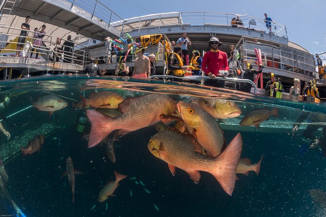Quicksilver Great Barrier Reef Snorkel Cruise from Port Douglas - Key points at a glance