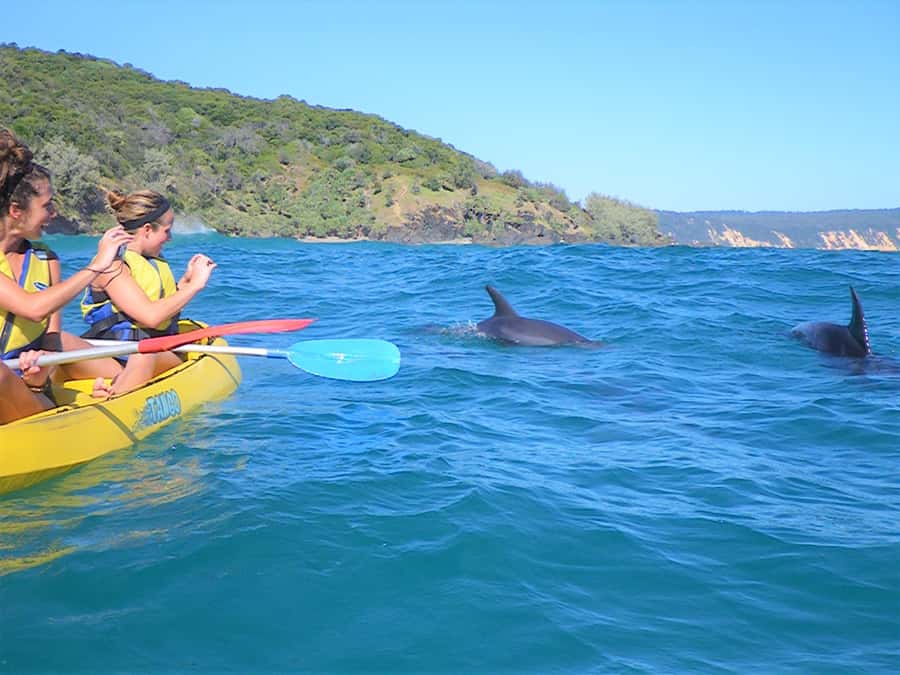 Rainbow Beach: Kayaking with Dolphins and Beach 4WD Tour - Dolphins, turtles, whales, and rays