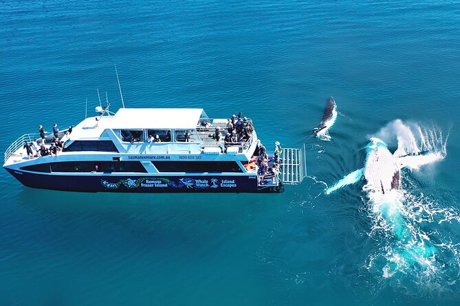 Remote K'gari (Fraser Island) & Whale Experience - Why this is not just a whale-watching cruise
