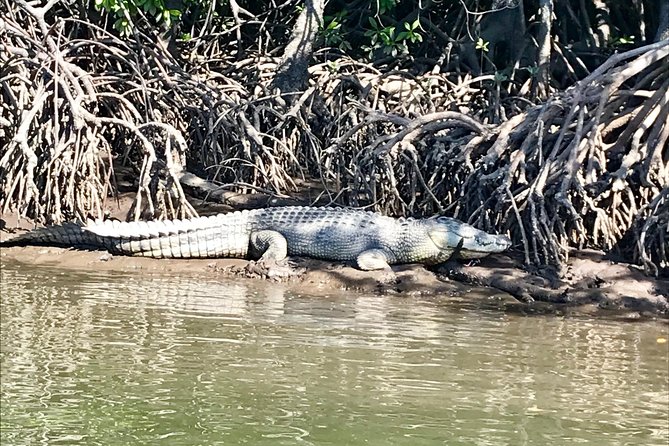 River Cruise - Sunset timing, tides, and the best chance of seeing a croc