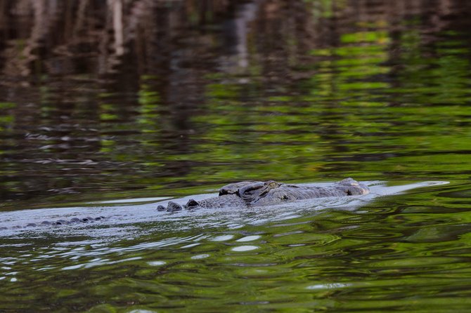 River Cruise - Who should book this Port Douglas cruise
