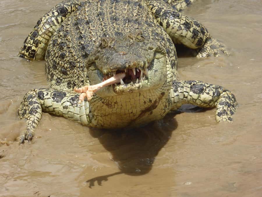 Rockhampton: Koorana Crocodile Farm Guided Tour - Meeting Queensland’s crocodile pioneers