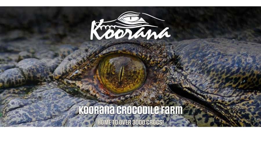 Rockhampton: Koorana Crocodile Farm Guided Tour - Walking the farm during feeding time