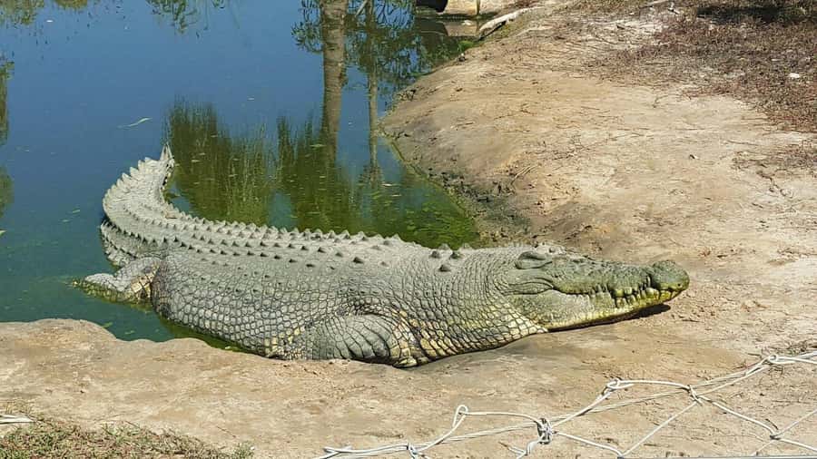 Rockhampton: Koorana Crocodile Farm Guided Tour - The crocodile behavior presentation