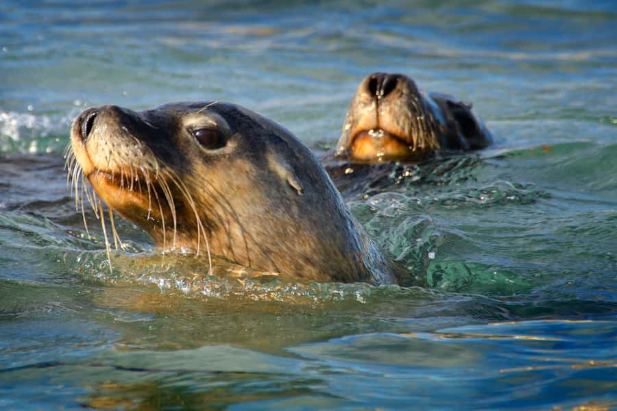 Rockingham: 3 Island Wildlife Snorkeling Cruise with Lunch - Key points to know before you book