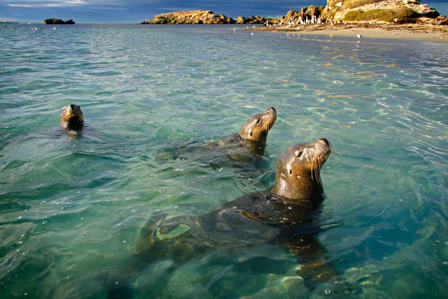 Rockingham: 3 Island Wildlife Snorkeling Cruise with Lunch - Why the Shoalwater Islands Marine Park makes a good morning out