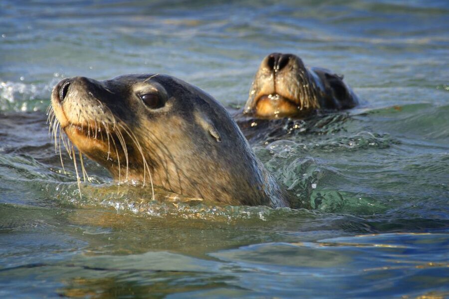 Rockingham: 3 Island Wildlife Snorkeling Cruise with Lunch - Photos, wetsuits, and practical extras