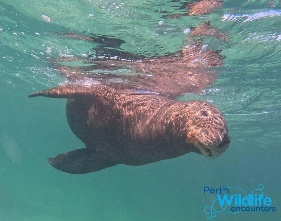 Rockingham: 3 Island Wildlife Snorkeling Cruise with Lunch - Who should book this cruise?