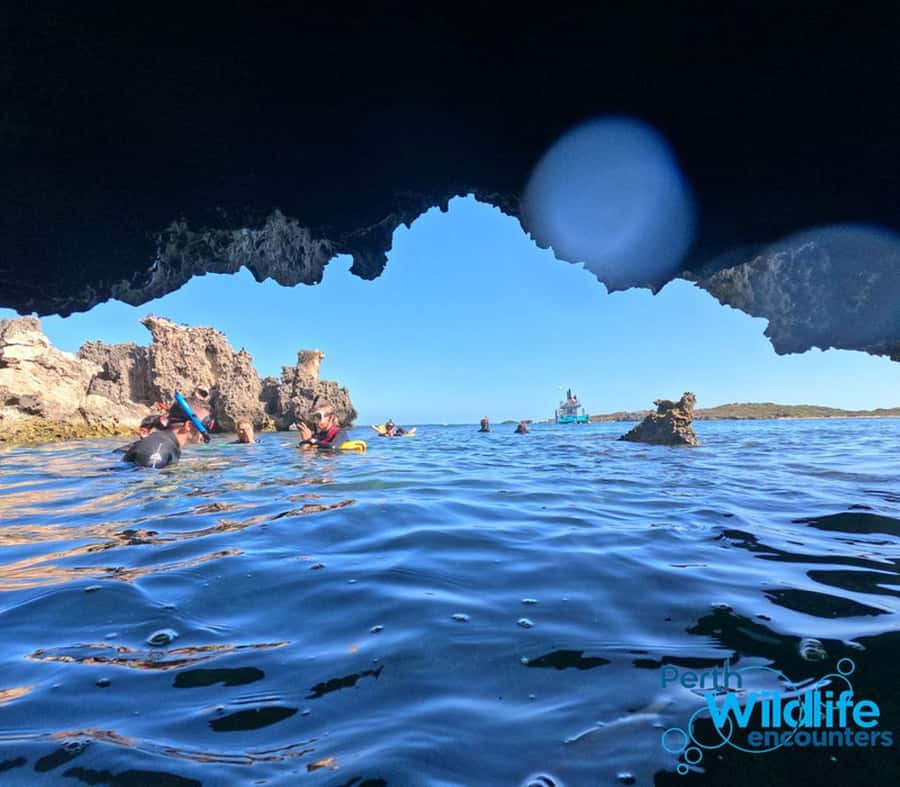 Rockingham: 3 Island Wildlife Snorkeling Cruise with Lunch - Meeting at Penguin Island Visitor Center