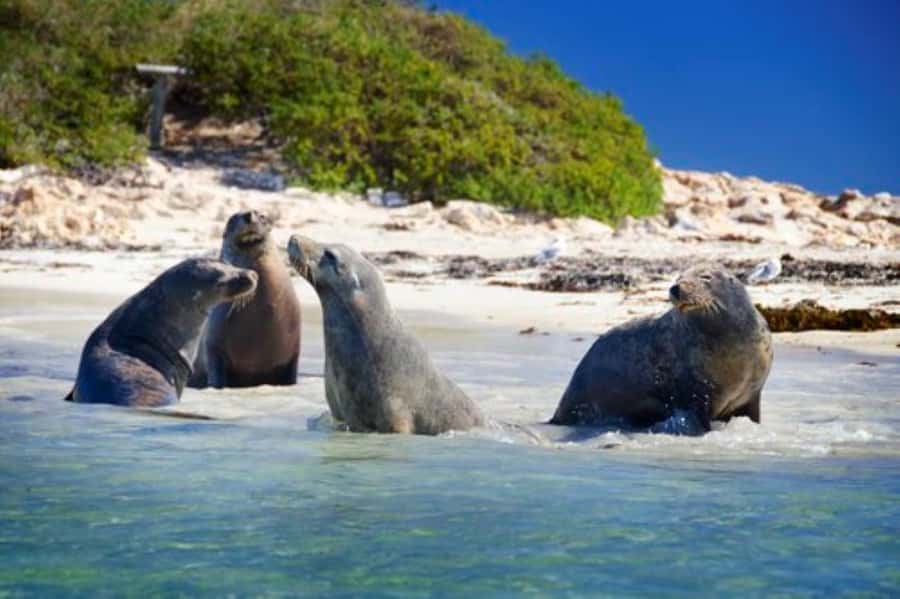 Rockingham: Shoalwater Islands, Dolphins, and Sea Lions Tour - Key points to know before you go