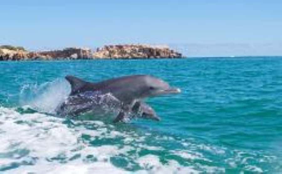Rockingham: Shoalwater Islands, Dolphins, and Sea Lions Tour - Seal Island and the Australian sea lions