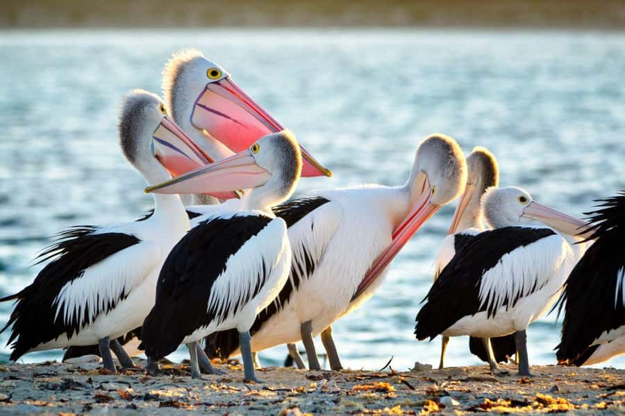 Rockingham: Shoalwater Islands, Dolphins, and Sea Lions Tour - Price, timing, and overall value