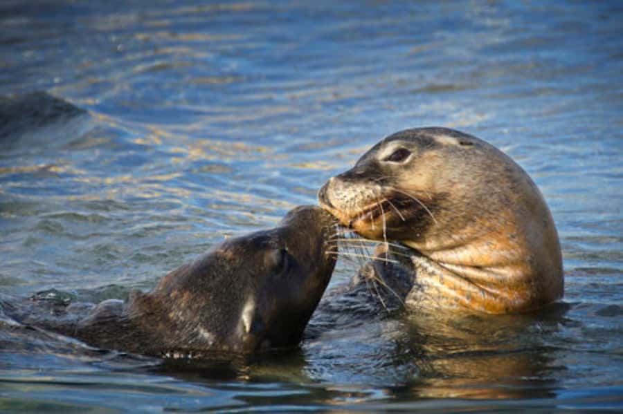 Rockingham: Shoalwater Islands, Dolphins, and Sea Lions Tour - Who will enjoy this cruise most?