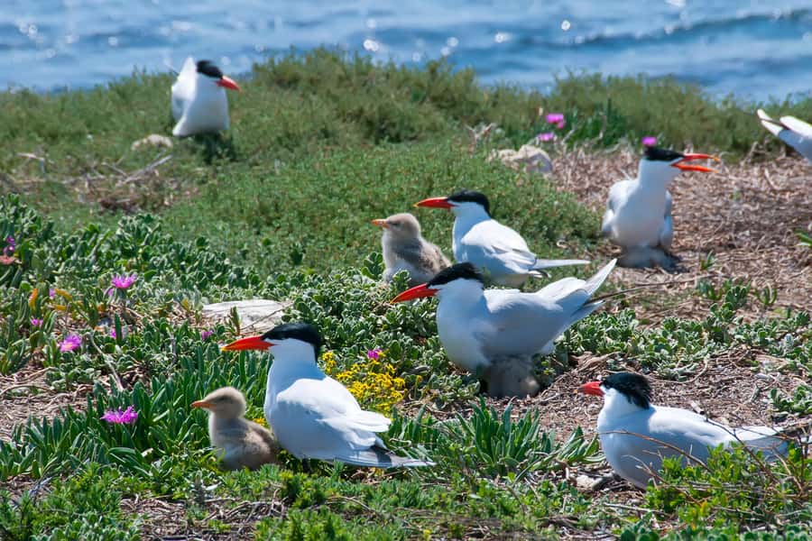 Rockingham: Shoalwater Islands, Dolphins, and Sea Lions Tour - Watching dolphins without turning them into a show