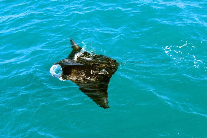 Roebuck Bay Sunset & Snubfin Dolphin Cruise - Is $104 good value?