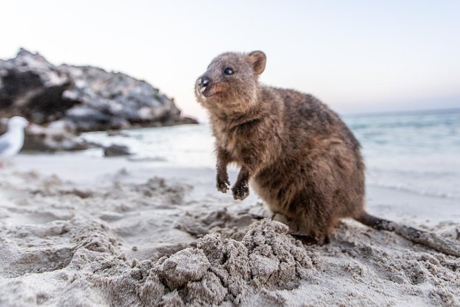 Rottnest Island All-Inclusive Grand Island Tour from Fremantle - Oliver Hill guns and tunnels: fascinating, but physically demanding