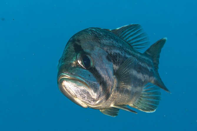 Rottnest Island Boat Dive Day Trip including Lunch - Snorkelling from the tender
