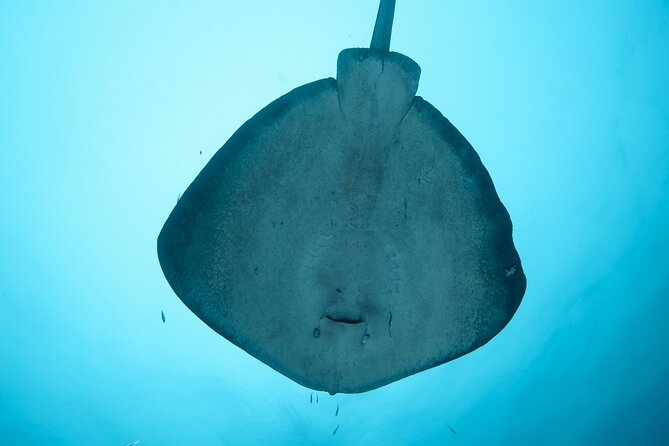Rottnest Island Boat Dive Day Trip including Lunch - Lunch, snacks, and the value of a full day afloat