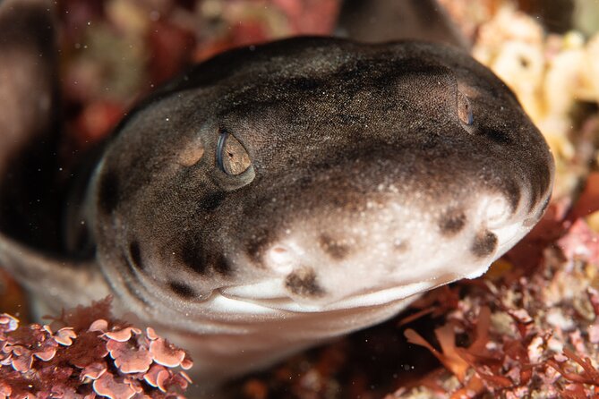 Rottnest Island Boat Dive Day Trip including Lunch - What the price includes, and what it does not