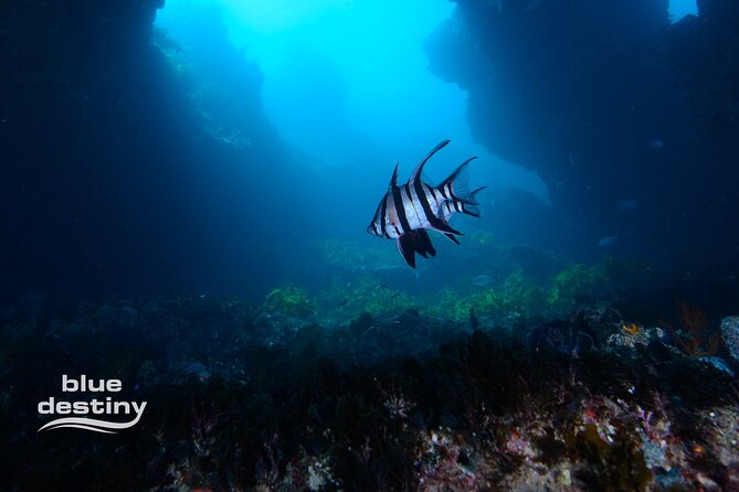 Rottnest Island Boat Dive Day Trip including Lunch - Why Rottnest’s underwater rock matters