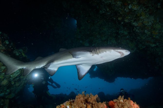Rottnest Island Deep Dive Day Trips - What kind of Rottnest outing is this?