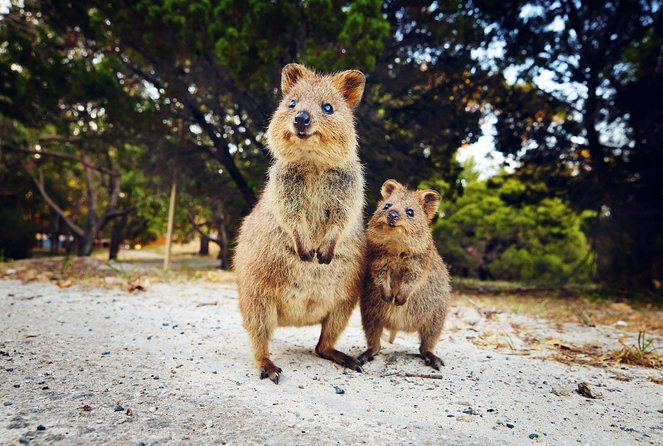 Rottnest Island Deep Dive Day Trips - Food, drinks, and the life aboard Blue Destiny