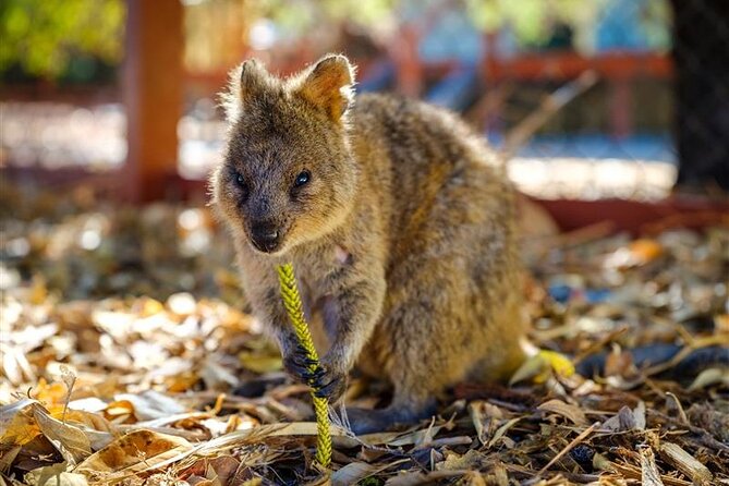 Rottnest Island Round Trip Ferry from Fremantle - Beaches, bays, and turquoise water