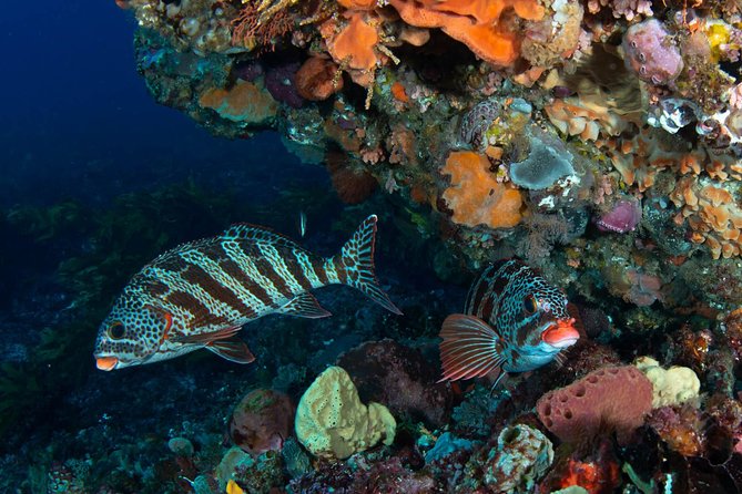 Rottnest Island scuba dive tour - Leaving Fremantle for Rottnest Island