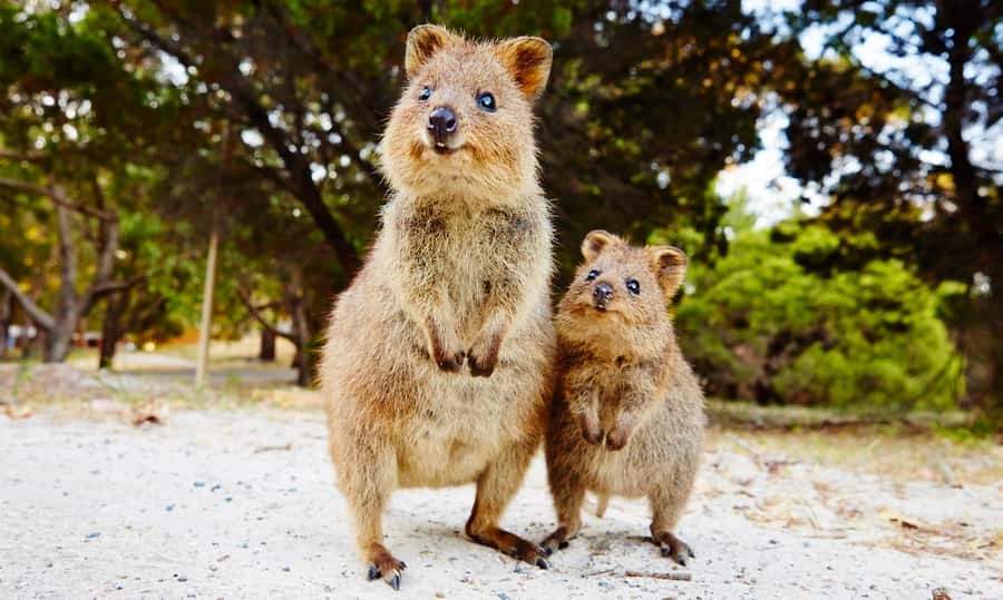 Rottnest Island Segway 1-Hour Settlement Tour - A fast introduction to Rottnest Island by Segway