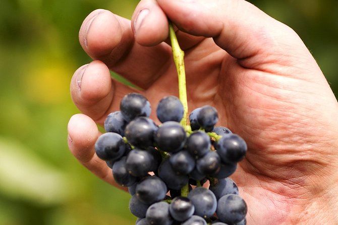 Scenic Hunter Valley Tour with Wine and Cheese Tastings - What the guide adds to a small group