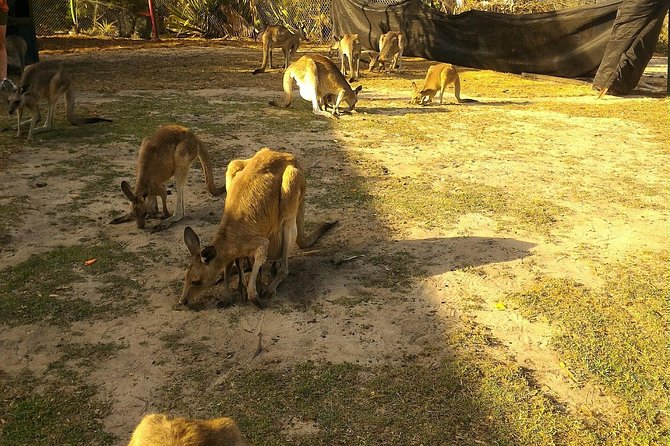 Scooter Wildlife & Sunset Tour - Searching for kangaroos and birds