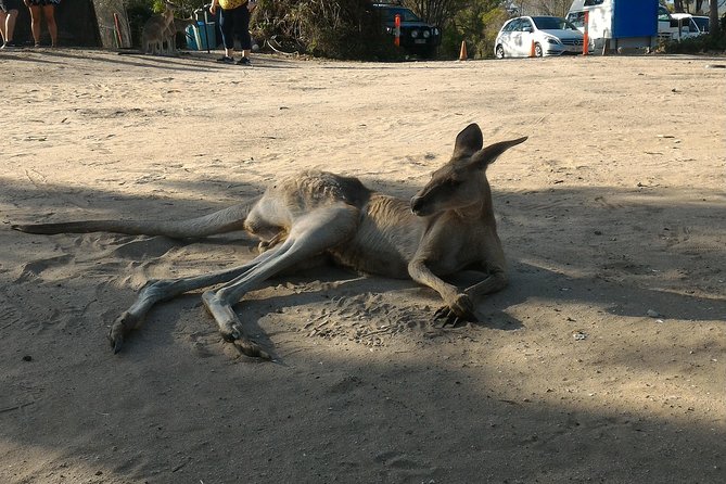 Scooter Wildlife & Sunset Tour - What the $70.46 price delivers