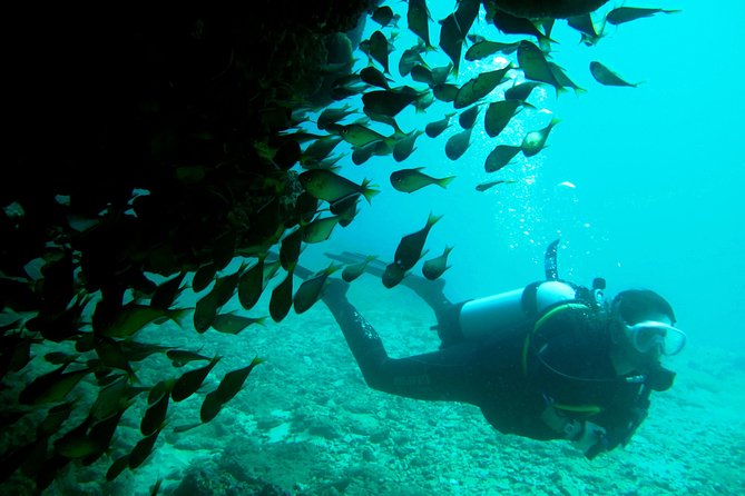 Scuba Dive Ningaloo Reef - Why Ningaloo works so well for a two-site scuba trip