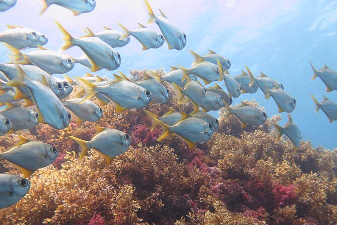 Scuba Dive The Beautiful Rottnest Island for Certified divers - A second site chosen for the day’s conditions
