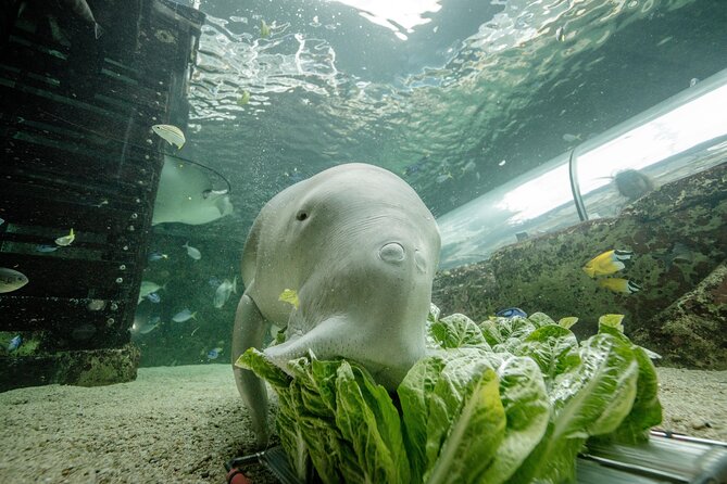 SEA LIFE Sydney Aquarium Entrance Ticket - Key things to know before you go