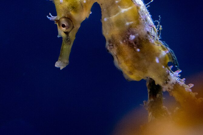 SEA LIFE Sydney Aquarium Entrance Ticket - Great Barrier Reef: color, movement, and scale