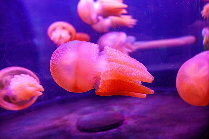 SEA LIFE Sydney Aquarium Entrance Ticket - Shark Valley is the strongest all-round section